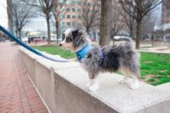 Dog Rope Leash - Ombre Blue -Furfinity Cheap Shop untitled 2519