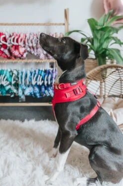 Dog Collar - Merlot -Furfinity Cheap Shop untitled 2846