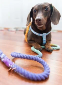 Dog Rope Leash - Sunset -Furfinity Cheap Shop untitled 9505