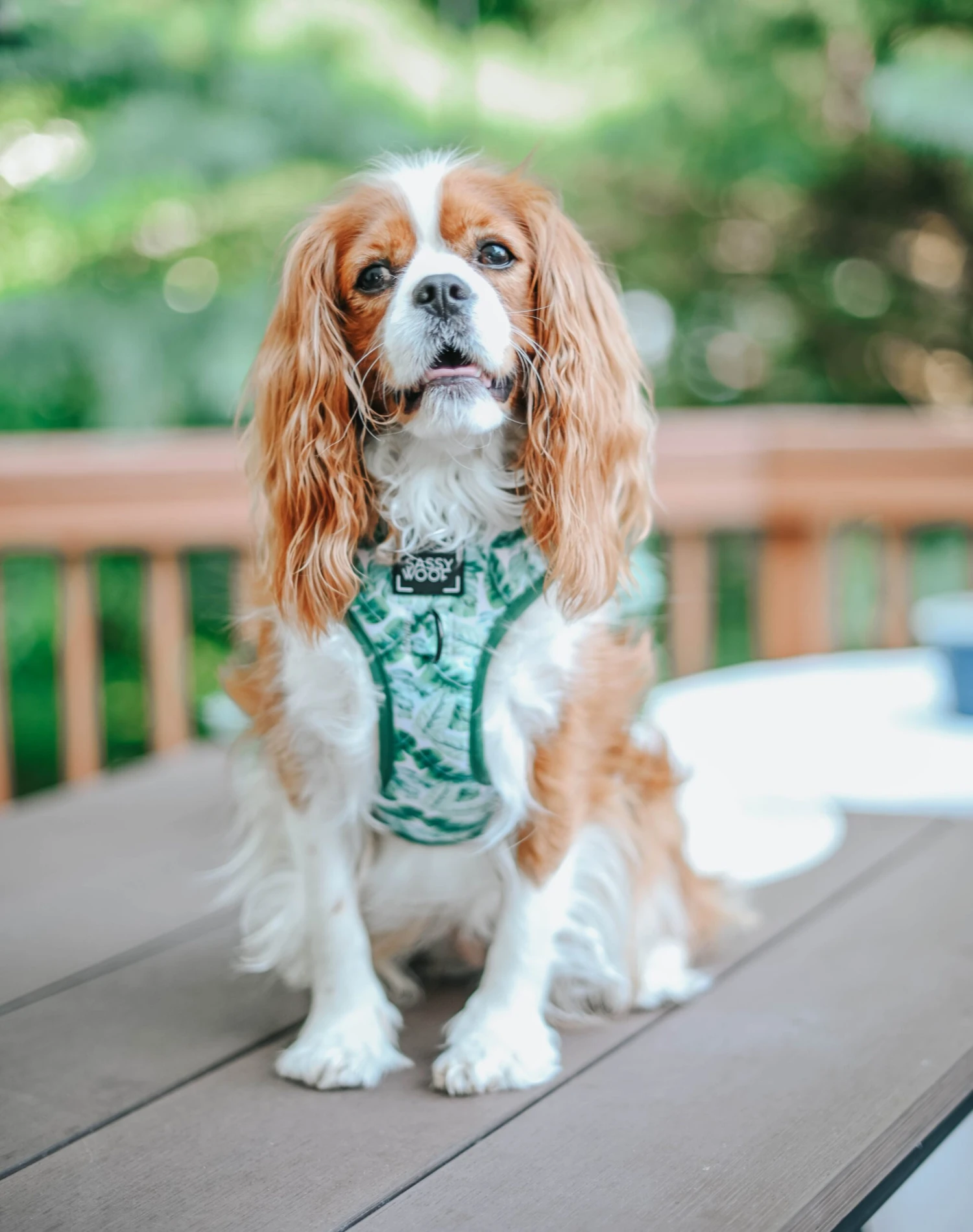 Dog Adjustable Harness - Verano 18 Dog Adjustable Harness - Verano - Image 16