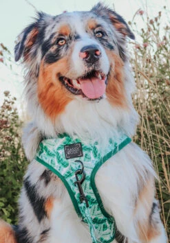 Dog Four Piece Bundle - Verano -Furfinity Cheap Shop verano dog collection harnesses 2