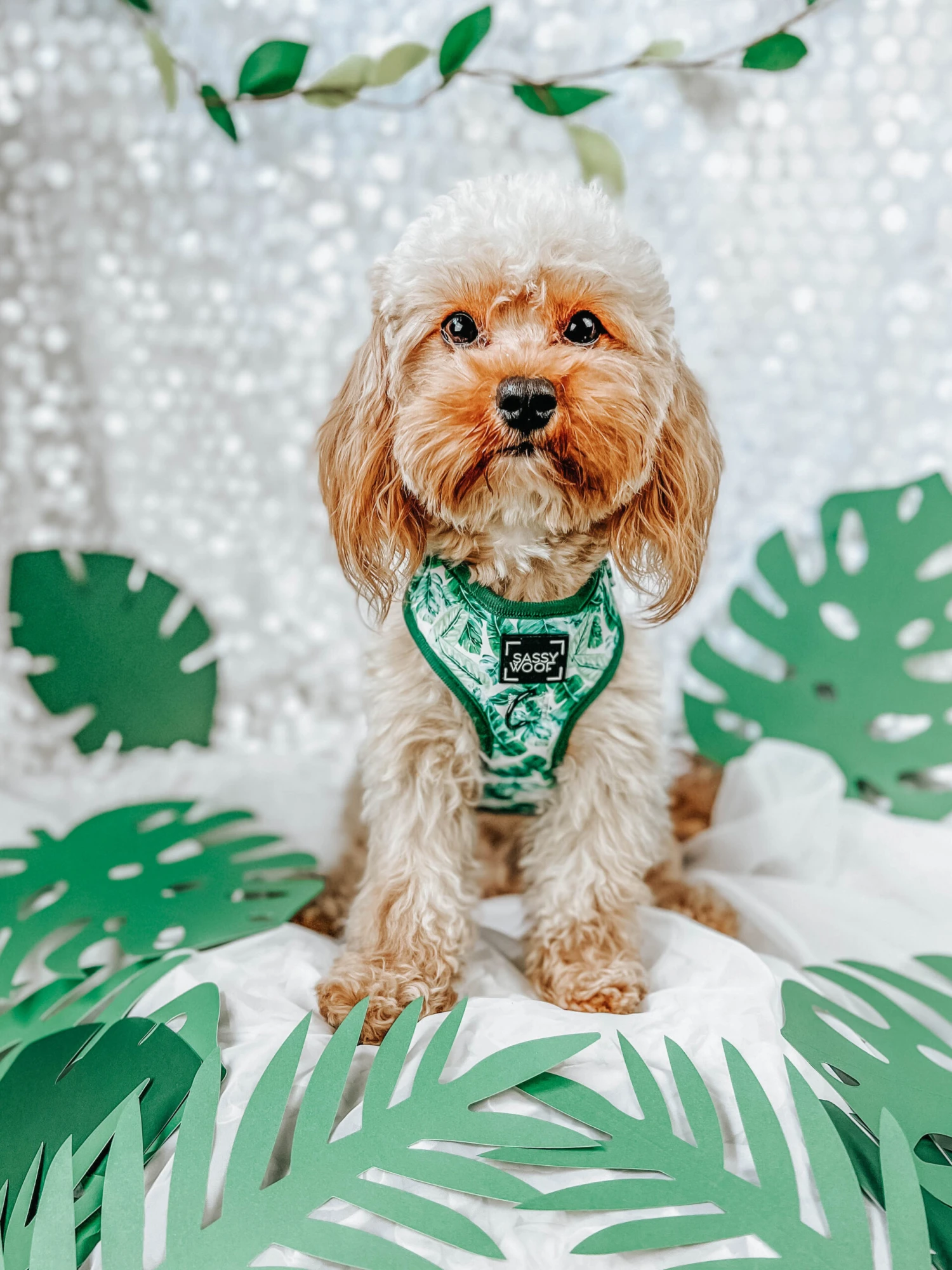 Dog Adjustable Harness - Verano 9 Dog Adjustable Harness - Verano - Image 7