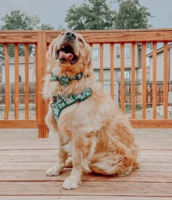 Dog Bowtie - Verano -Furfinity Cheap Shop verano dog collection 12