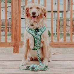 Dog Leash - Verano -Furfinity Cheap Shop verano dog collection 13