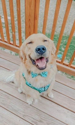 Dog Adjustable Harness - Verano 30 Dog Adjustable Harness - Verano -Furfinity Cheap Shop verano dog collection 14