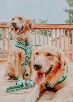 Dog Four Piece Bundle - Verano -Furfinity Cheap Shop verano dog collection 15