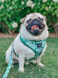 Dog Leash - Verano -Furfinity Cheap Shop verano dog collection 16