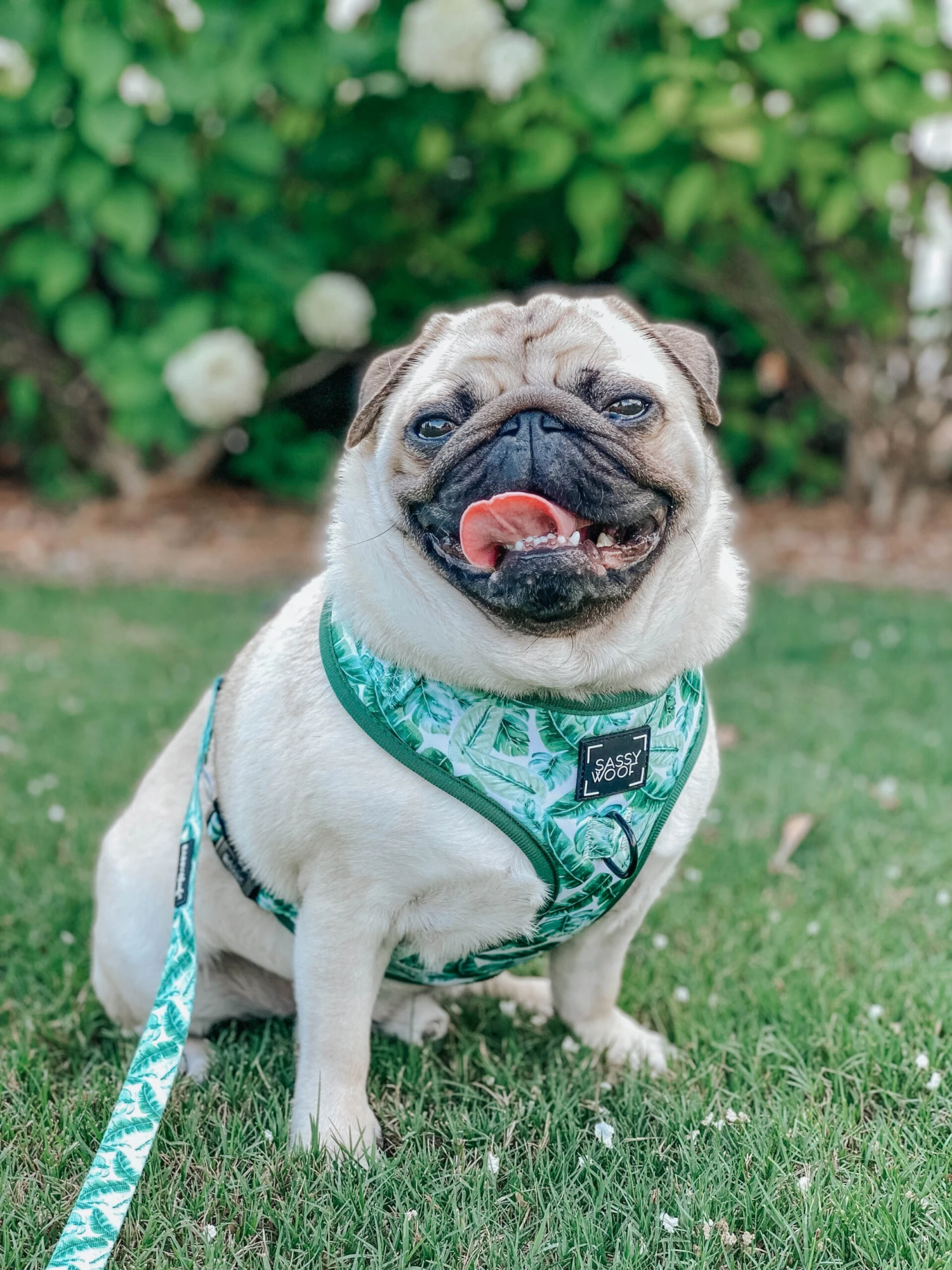 Dog Adjustable Harness - Verano 14 Dog Adjustable Harness - Verano - Image 12