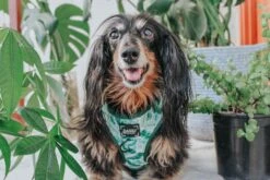 Dog Adjustable Harness - Verano 38 Dog Adjustable Harness - Verano -Furfinity Cheap Shop verano dog collection 19