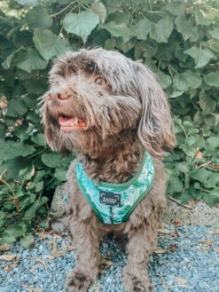 Dog Adjustable Harness - Verano 35 Dog Adjustable Harness - Verano -Furfinity Cheap Shop verano dog collection 21 f42c79b3 6cfa 4c98 b671 3c714e22182c