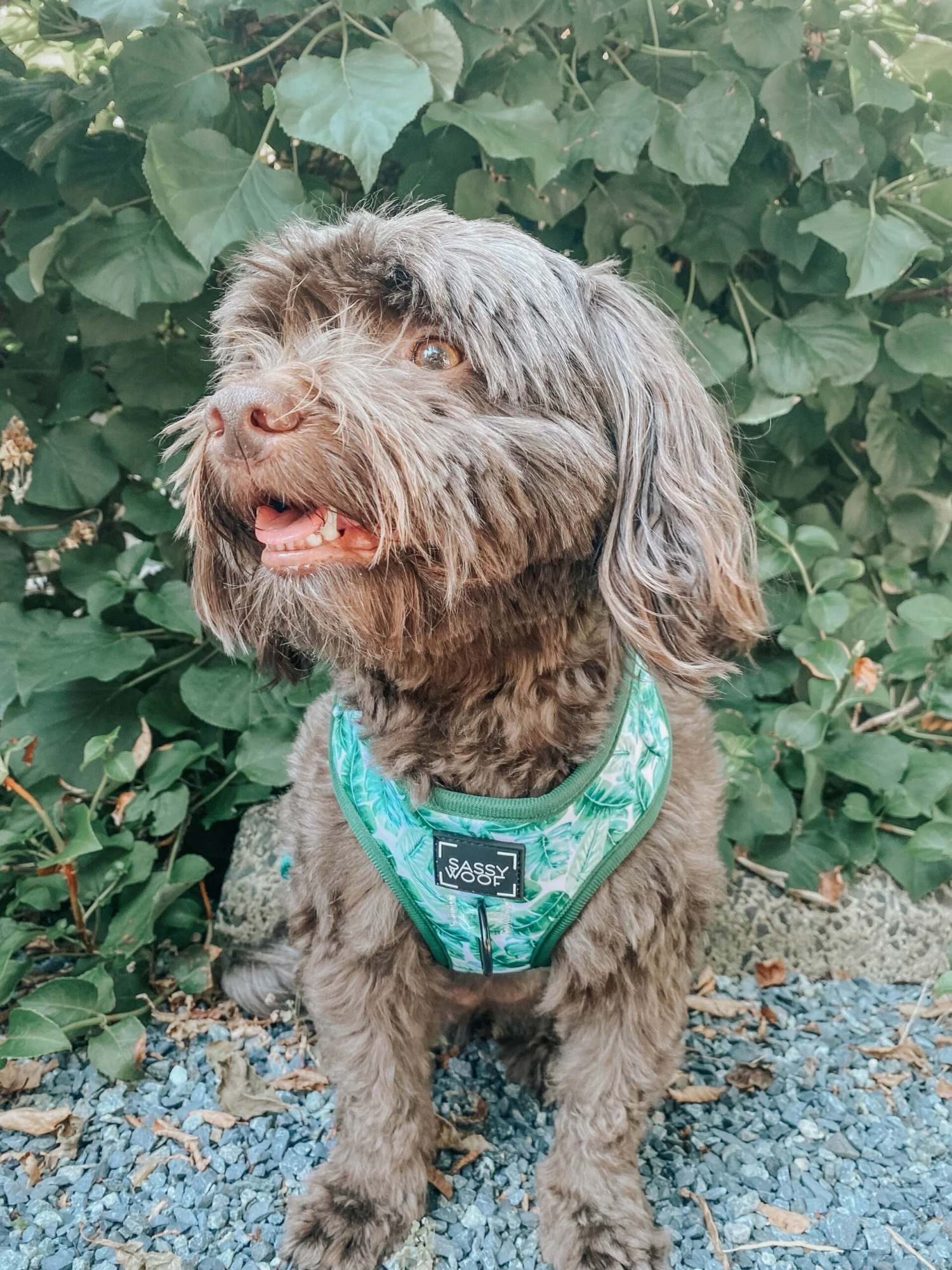 Dog Adjustable Harness - Verano 16 Dog Adjustable Harness - Verano - Image 14