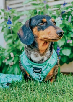 Dog Adjustable Harness - Verano 40 Dog Adjustable Harness - Verano -Furfinity Cheap Shop verano dog collection 2 3c17fe67 da4c 47f3 b878 53efe18ac819