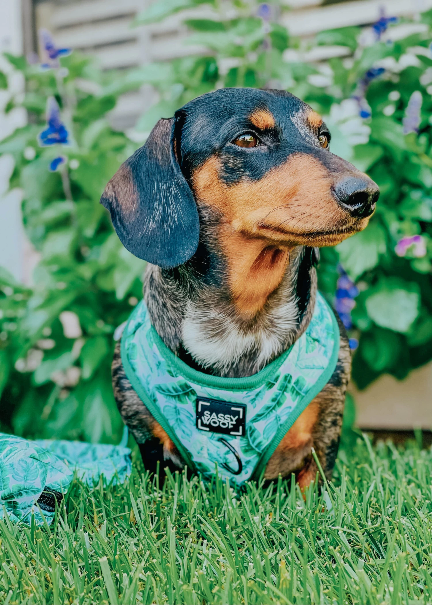 Dog Adjustable Harness - Verano 21 Dog Adjustable Harness - Verano - Image 19