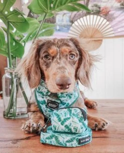 Dog Four Piece Bundle - Verano -Furfinity Cheap Shop verano dog collection 3