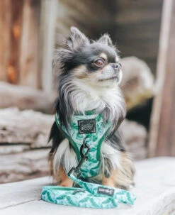 Dog Leash - Verano -Furfinity Cheap Shop verano dog collection 4