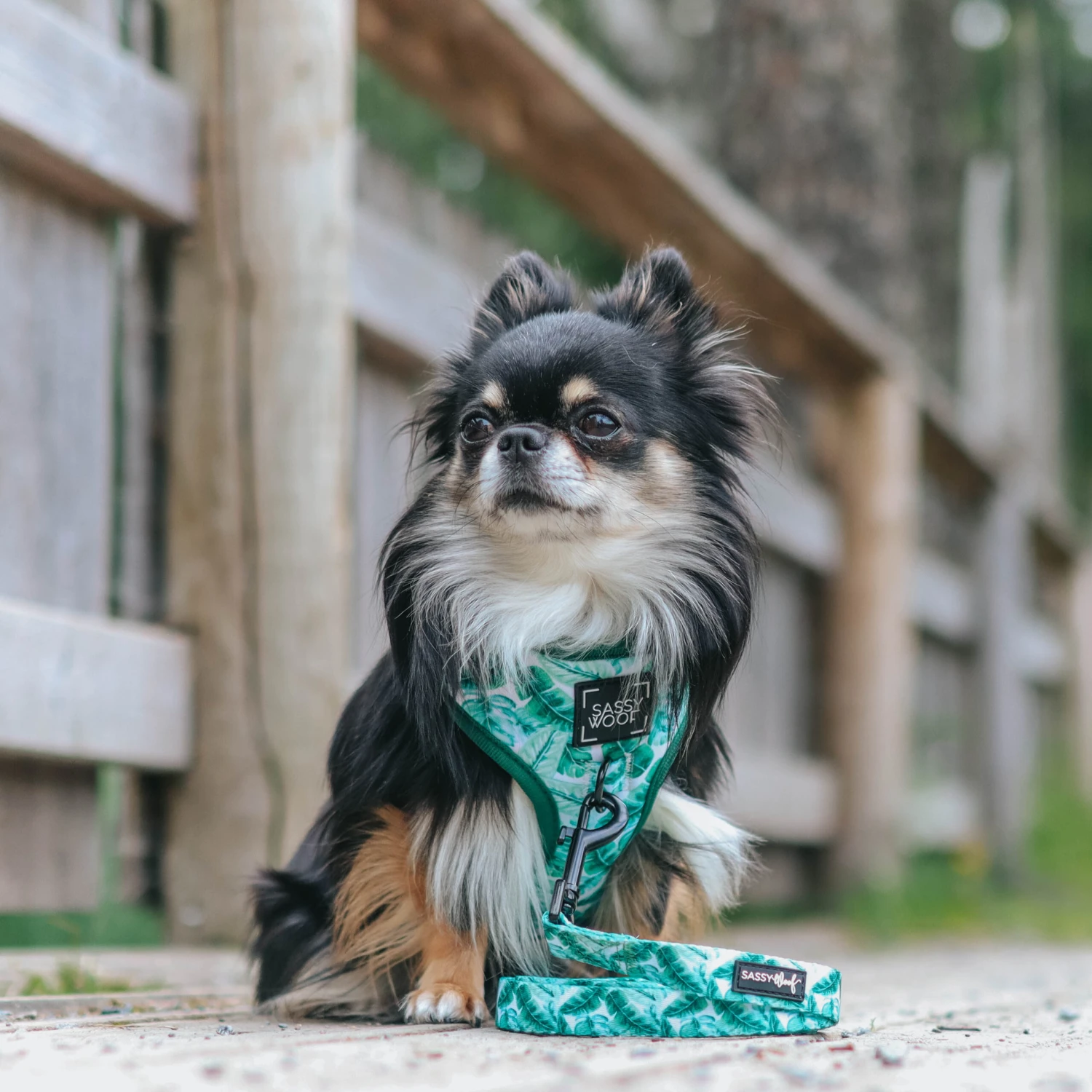 Dog Adjustable Harness - Verano 8 Dog Adjustable Harness - Verano - Image 6