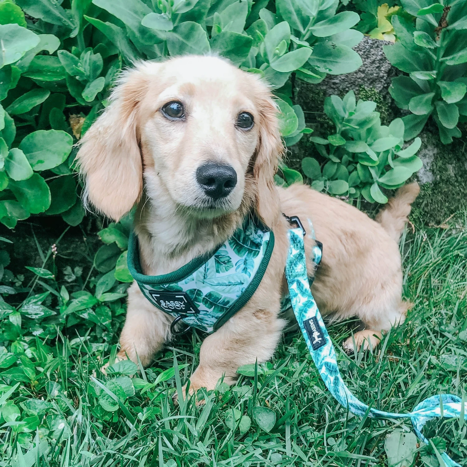 Dog Adjustable Harness - Verano 12 Dog Adjustable Harness - Verano - Image 10