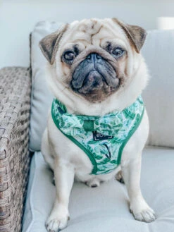 Dog Four Piece Bundle - Verano -Furfinity Cheap Shop verano dog collection 7