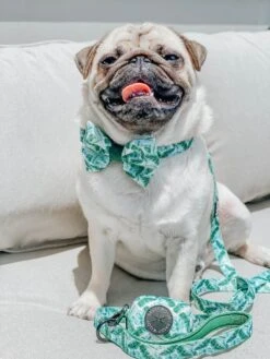 Dog Bowtie - Verano -Furfinity Cheap Shop verano dog collection 9 a4a9d4b4 d75e 47f6 885d 8d9911ae823e