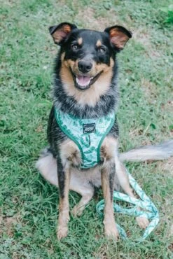 Dog Adjustable Harness - Verano 34 Dog Adjustable Harness - Verano -Furfinity Cheap Shop verano dog model photo 1 66cb63a3 da8e 4a6c 8957 b68aaa576aaf