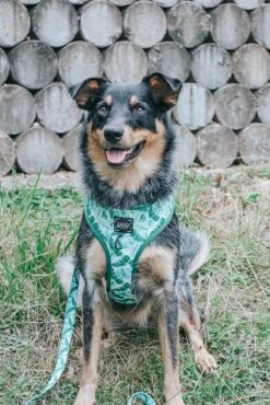 Dog Leash - Verano -Furfinity Cheap Shop verano dog model photo 2