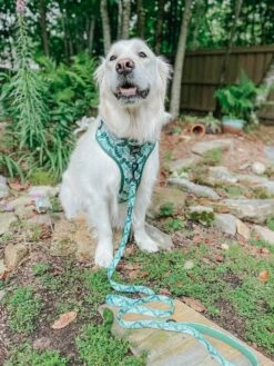 Dog Adjustable Harness - Verano 29 Dog Adjustable Harness - Verano -Furfinity Cheap Shop verano dog model photo 3 d2060932 ad8b 41cf ad50 cd0a8d6cc307