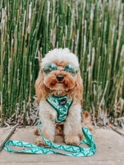 Dog Leash - Verano -Furfinity Cheap Shop verano dog model photo 5