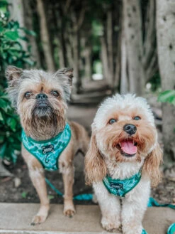 Dog Four Piece Bundle - Verano -Furfinity Cheap Shop verano dog model photo 6