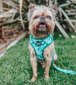 Dog Adjustable Harness - Verano 32 Dog Adjustable Harness - Verano -Furfinity Cheap Shop verano dog model photo 8