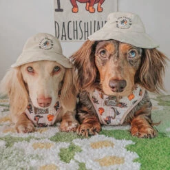 Dog Bucket Hat - Weens Club -Furfinity Cheap Shop wafflesthehotdog 1