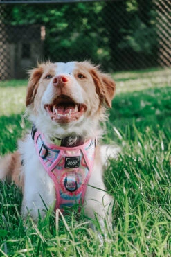 Dog Step-in Harness - Good Vibes -Furfinity Cheap Shop wellitswillow 1 9f3f7603 5185 43fa b9b6 e759b46d8837