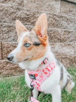 Dog Four Piece Bundle - Mykonos -Furfinity Cheap Shop winniethe auggie 1