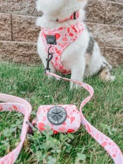 Dog Four Piece Bundle - Mykonos -Furfinity Cheap Shop winniethe auggie 2