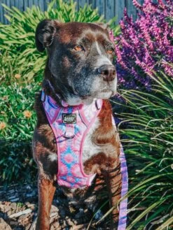 Dog Four Piece Bundle - Purple Haze -Furfinity Cheap Shop xena and nova staffys 1 eee8d365 81e5 49c8 b955 0dbdc835a5b1