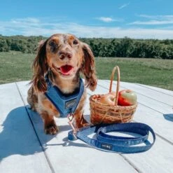 Dog Adjustable Harness - Twilight -Furfinity Cheap Shop xs bowentinydog 412003cf f326 4004 b00b 71a5e52974b5