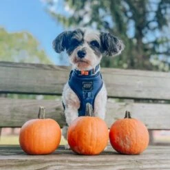 Dog Adjustable Harness - Twilight -Furfinity Cheap Shop xs havanesemorning