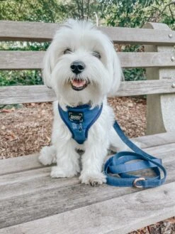 Dog Adjustable Harness - Twilight -Furfinity Cheap Shop xs rockynycmorkie