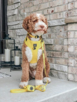 Dog Waste Bag Holder - Neon Yellow -Furfinity Cheap Shop yello wdog photos 3 ba78459d adfe 410b 8dda 3d3e6ee95662