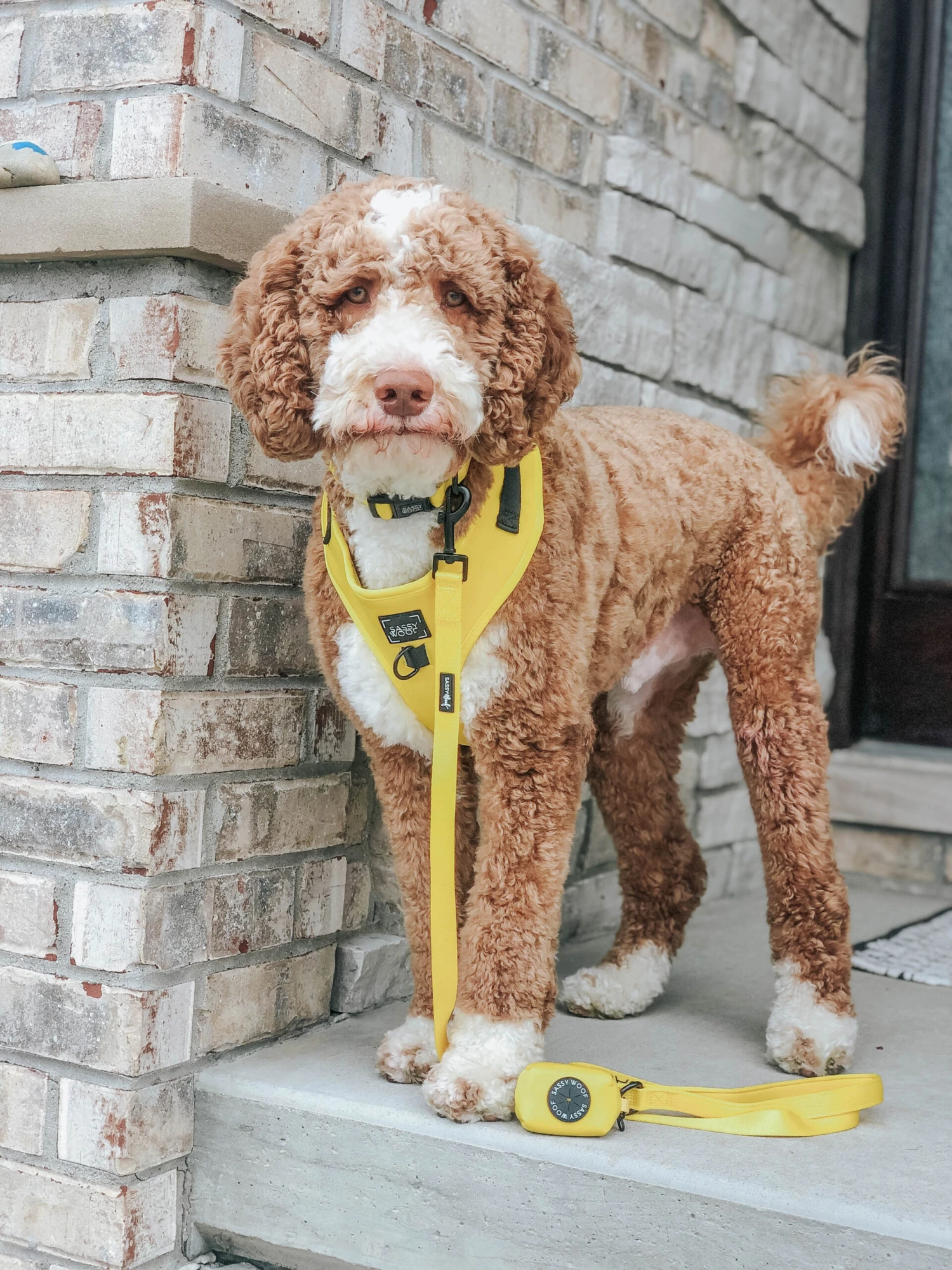 Dog Leash - Neon Yellow 12 Dog Leash - Neon Yellow - Image 10