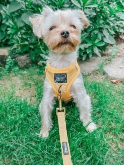 Dog Four Piece Bundle - Sunflower Fields 35 Dog Four Piece Bundle - Sunflower Fields -Furfinity Cheap Shop yellow dog harness 1