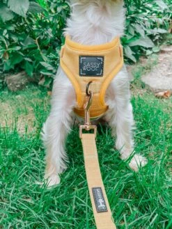 Dog Leash - Sunflower Fields -Furfinity Cheap Shop yellow dog harness 3