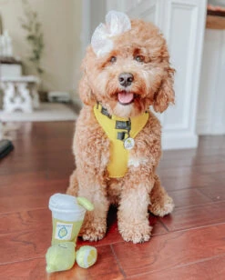 Dog Adjustable Harness - Neon Yellow -Furfinity Cheap Shop yellow dog neon harness 1 7cfee378 3347 4212 886e 107b30334cea