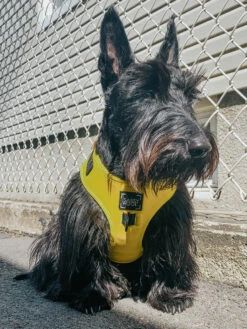 Dog Four Piece Bundle - Neon Yellow -Furfinity Cheap Shop yellow dog neon harness 3