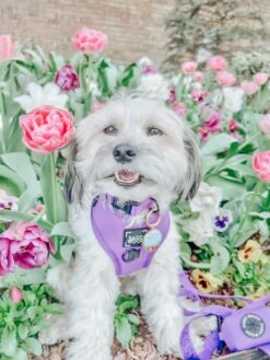 Dog Four Piece Bundle - Neon Purple -Furfinity Cheap Shop youbarrebelieveit