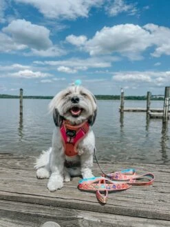 Dog Two Piece Bundle - Bikini Bod -Furfinity Cheap Shop youberrabelieveit 3 1faf88e1 55df 458c a6d9 ef00df640d30