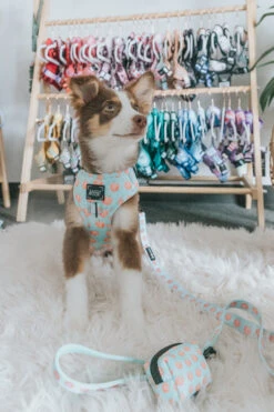 Dog Leash - Peach Please -Furfinity Cheap Shop zekeyleah