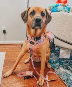 Dog Step-in Harness - Good Vibes -Furfinity Cheap Shop zero and echo XL 1 4948295d 6014 42d6 b6cf ce5078d69a23