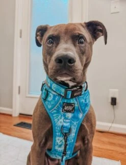 Dog Two Piece Bundle - Tropical Tides -Furfinity Cheap Shop zero and echo XL 5 a1769913 5ce7 4837 9cd9 796aec4fae25