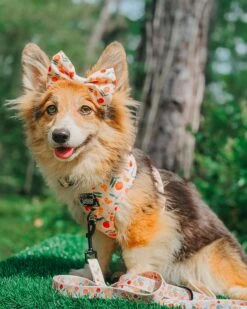 Dog Leash - Simply The Zest 14 Dog Leash - Simply The Zest -Furfinity Cheap Shop zest McSh 67f7b875 8ca2 4a05 b46c 30190e86da48