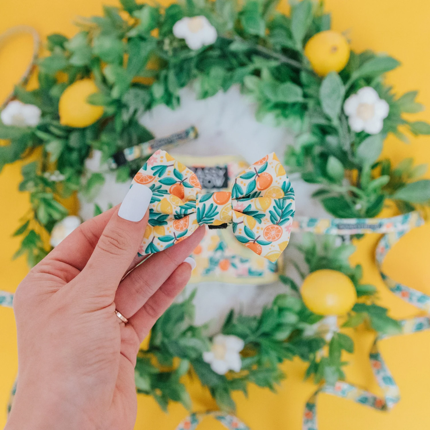 Cat Bowtie - Zest Friends 6 Cat Bowtie - Zest Friends - Image 4